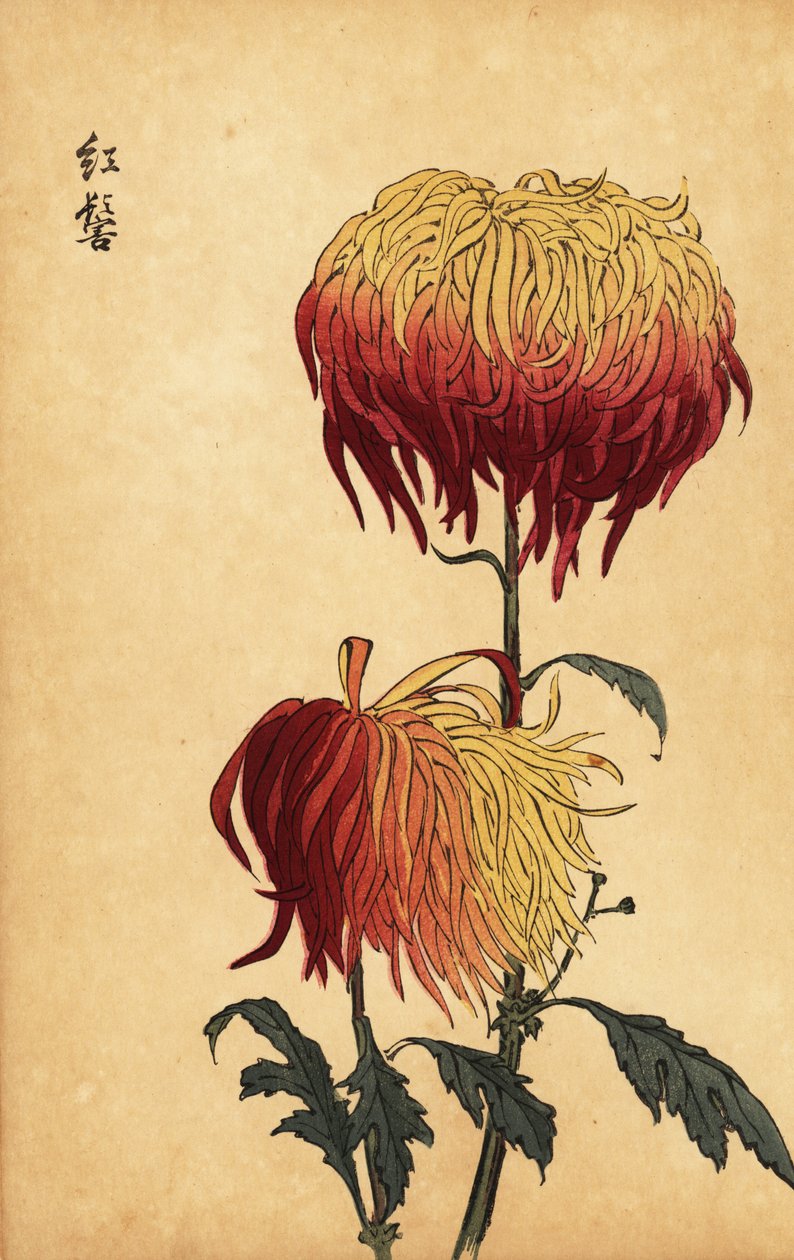Hybrid variegated yellow, orange and crimson chrysanthemum,1893 (gravura) de Keika Hasegawa