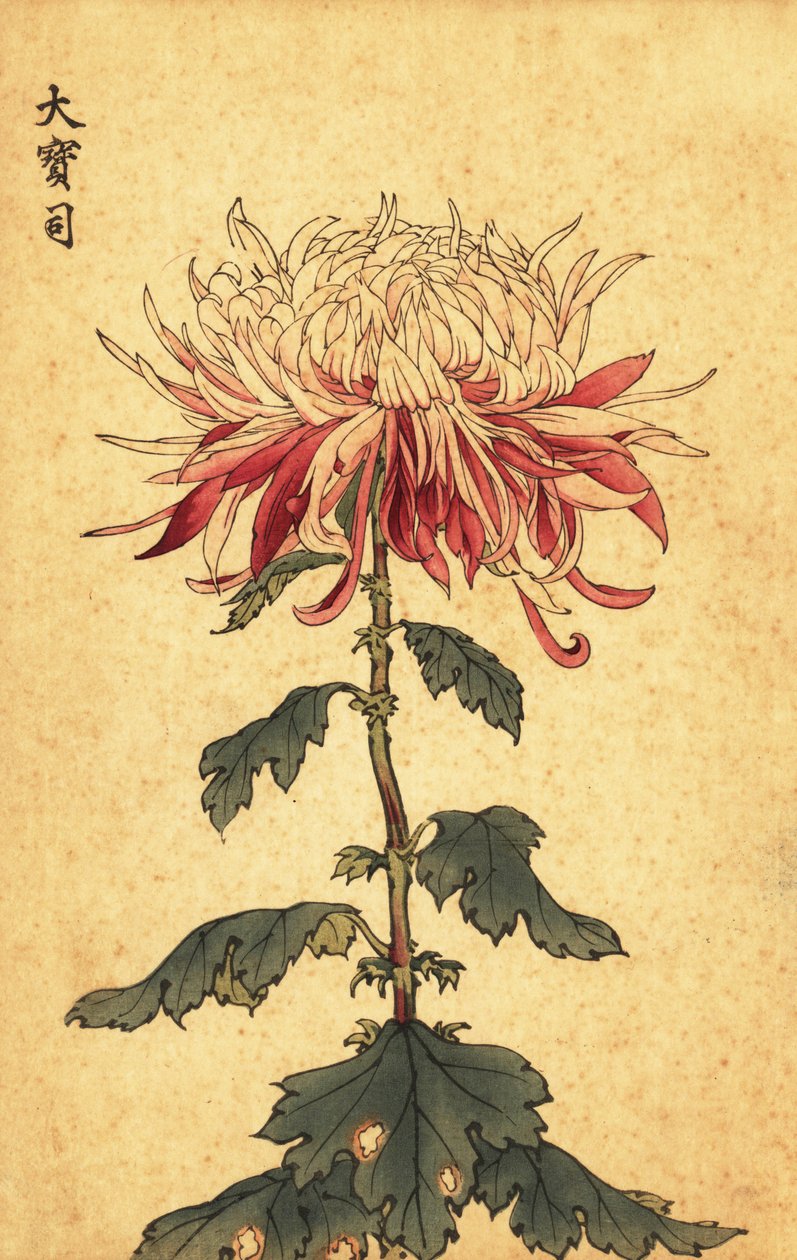 Crisântemo de colher híbrido branco e carmesim., 1893 (gravura) de Keika Hasegawa