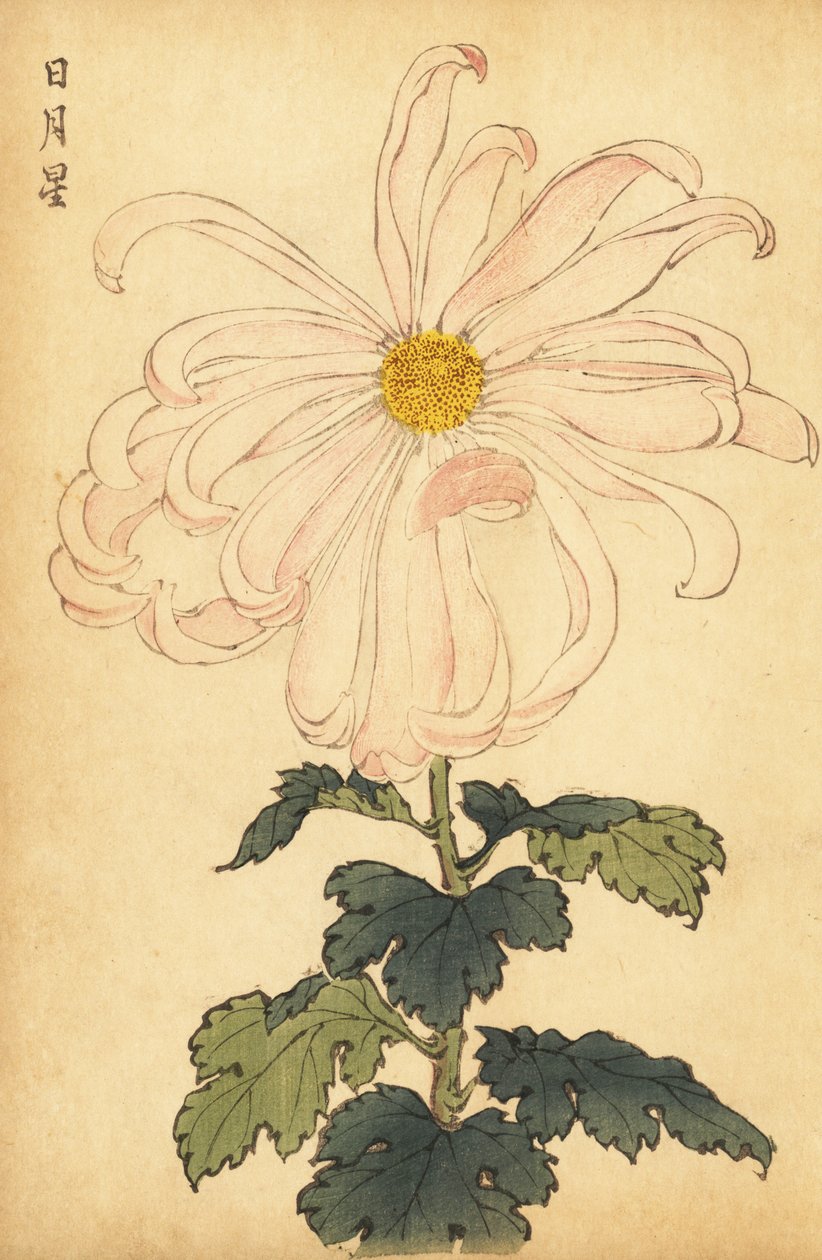 Crisântemo híbrido branco e rosa.,1893 (gravura) de Keika Hasegawa