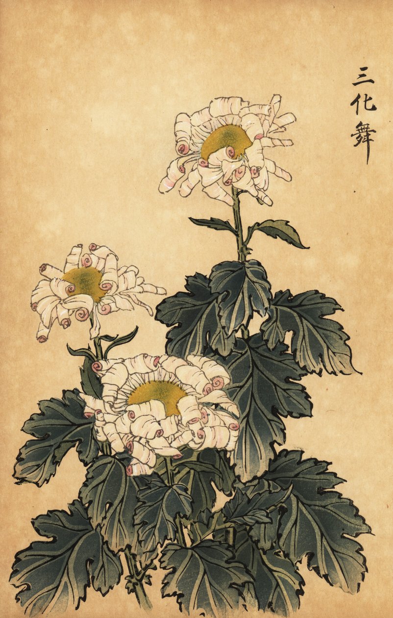 Crisântemo híbrido branco e rosa.,1893 (gravura) de Keika Hasegawa