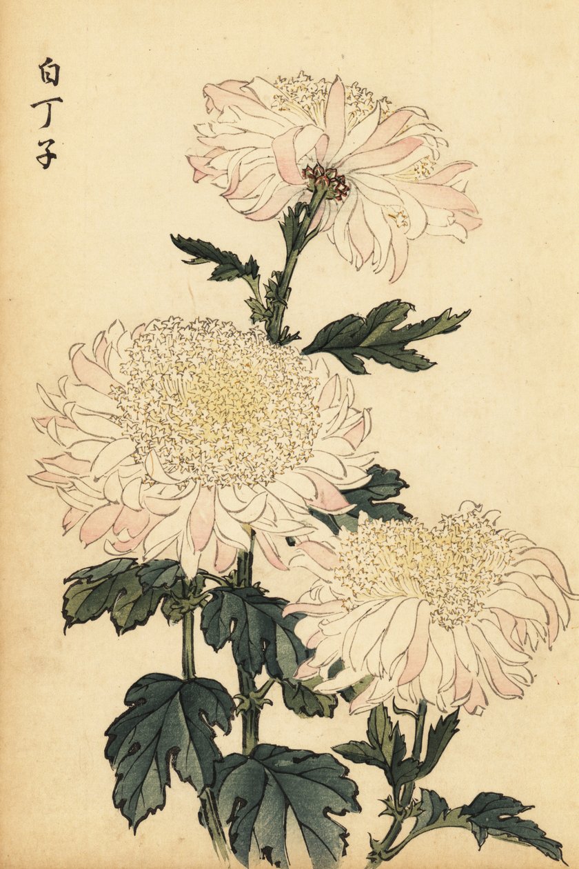 Crisântemo híbrido branco e rosa.,1893 (gravura) de Keika Hasegawa