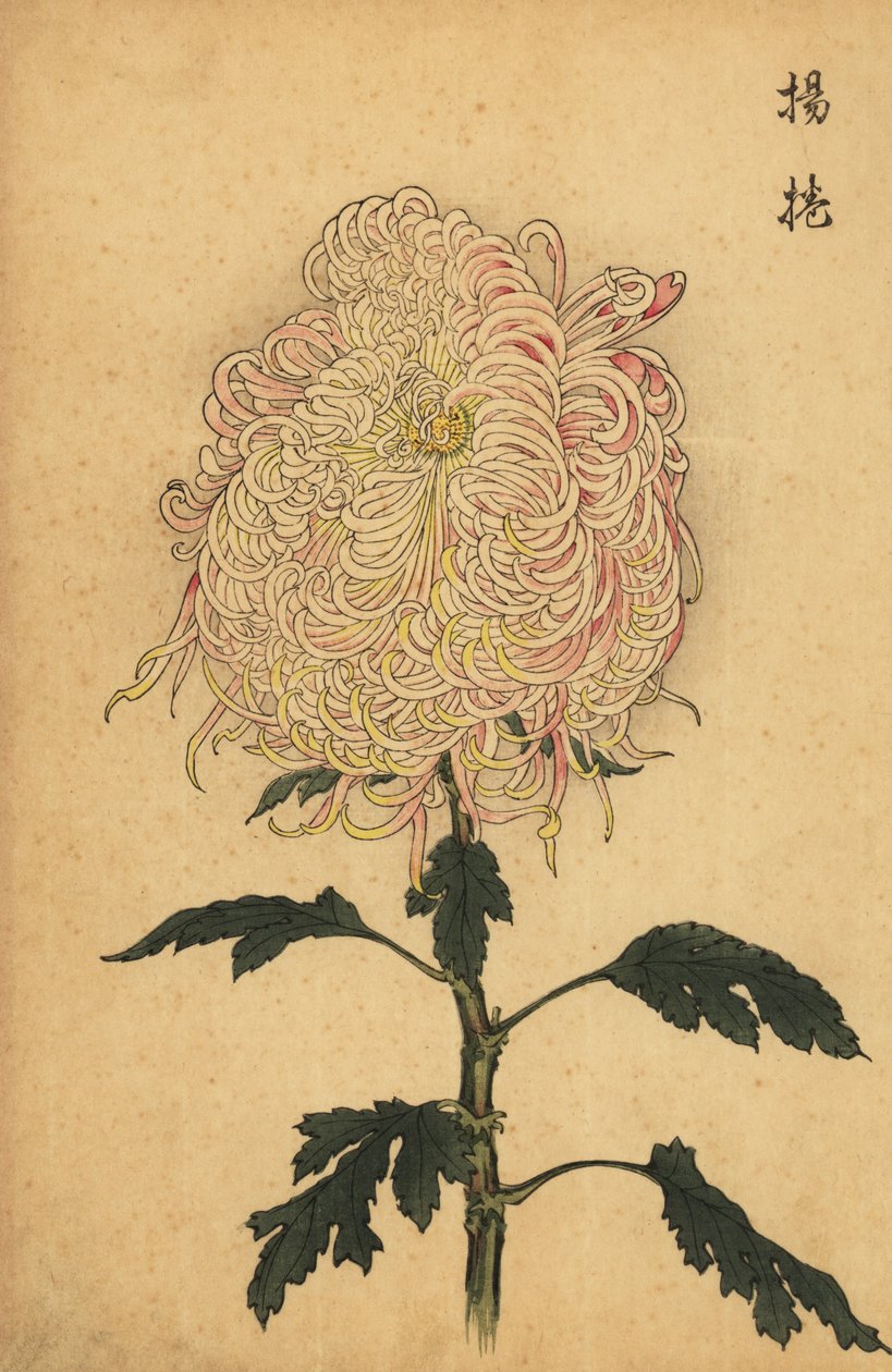 Crisântemo híbrido de pena branca e rosa., 1893 (gravura) de Keika Hasegawa