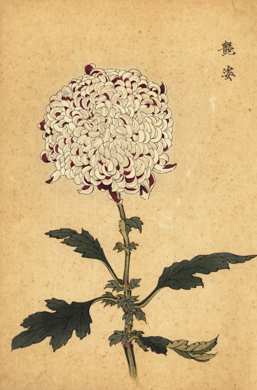Crisântemo de pompom branco e roxo híbrido,1893 (gravura) de Keika Hasegawa