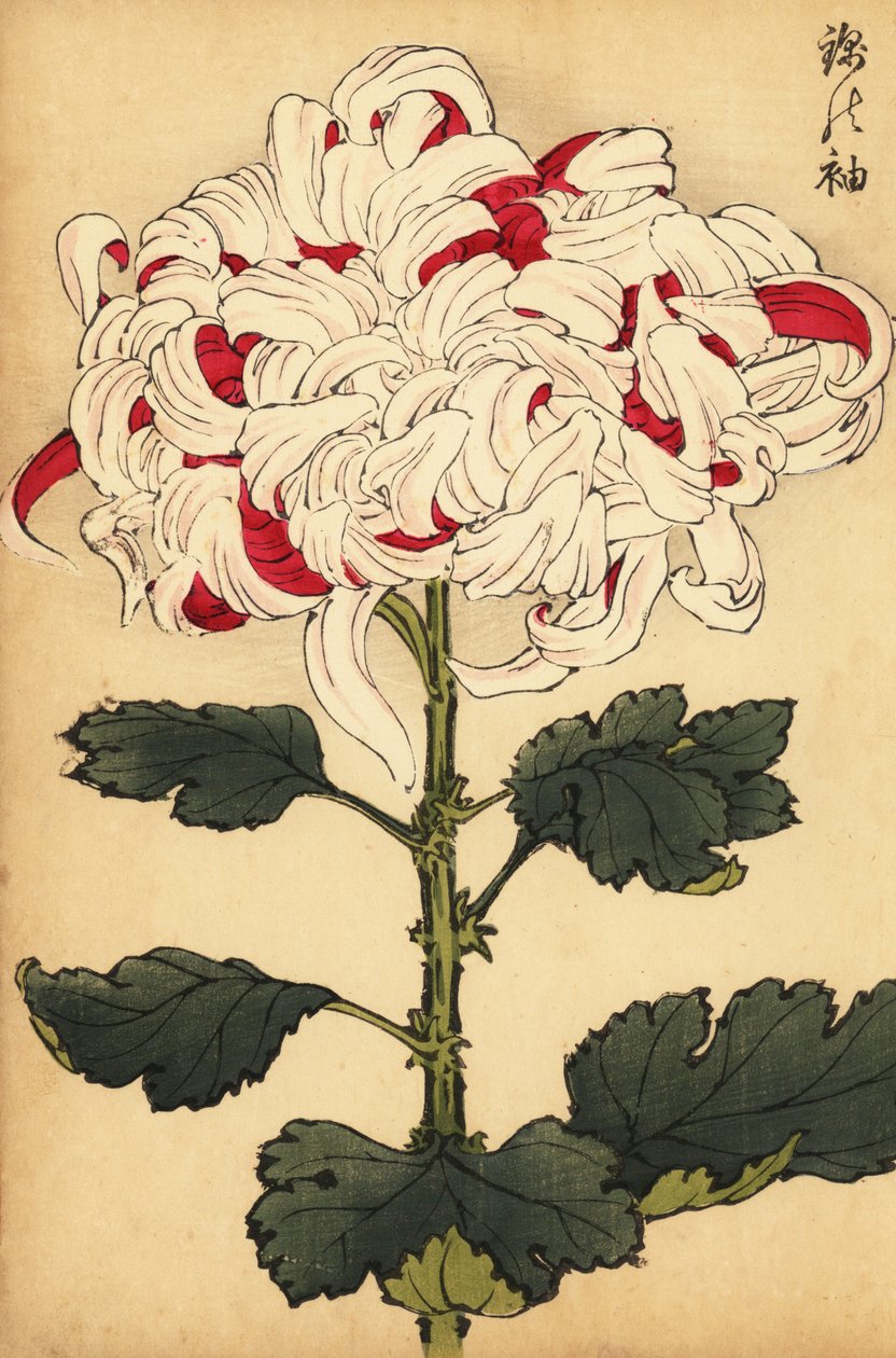 Crisântemo híbrido branco e escarlate.,1893 (gravura) de Keika Hasegawa