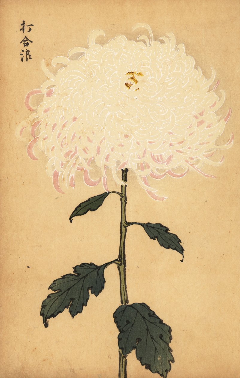 Crisântemo branco híbrido.,1893 (gravura) de Keika Hasegawa