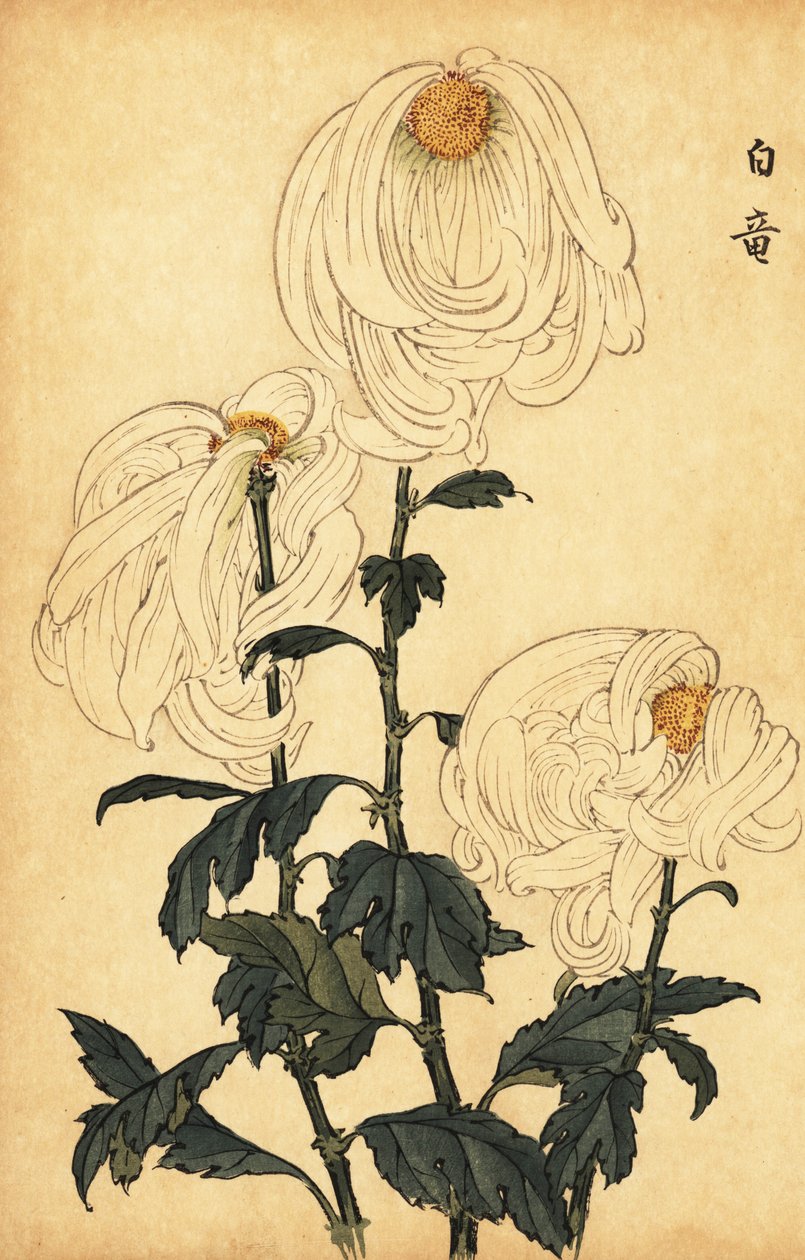 Crisântemo branco híbrido.,1893 (gravura) de Keika Hasegawa