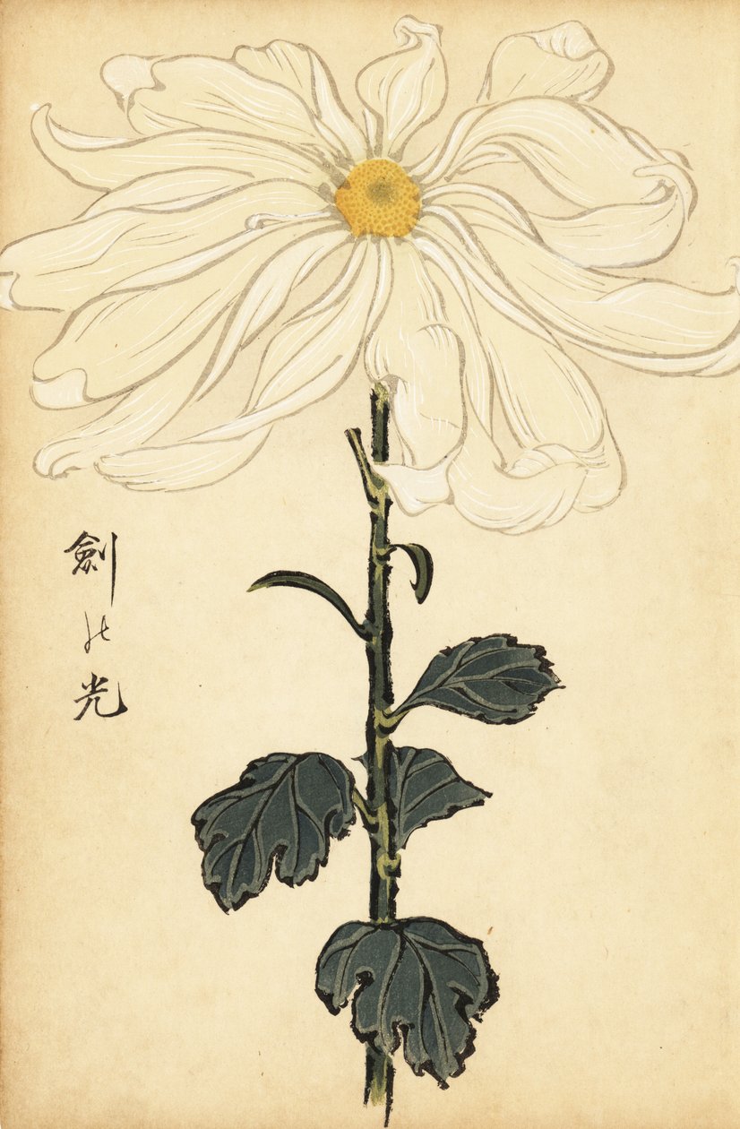 Crisântemo branco híbrido.,1893 (gravura) de Keika Hasegawa