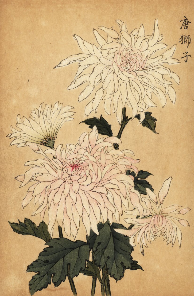 Crisântemo branco híbrido, crisântemo indicum. ,1893 (gravura) de Keika Hasegawa