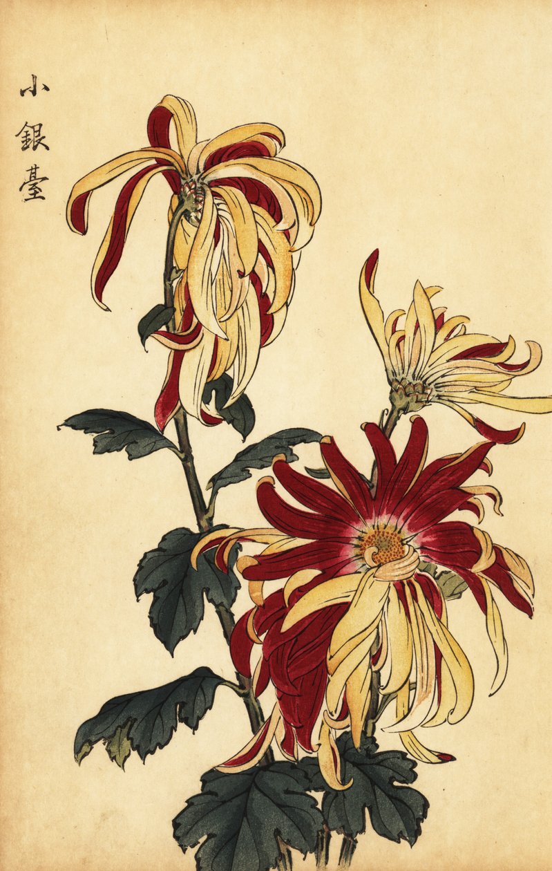 Amarelo híbrido e crisântemo carmesim,1893 (gravura) de Keika Hasegawa