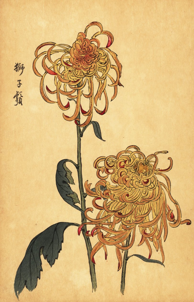 Crisântemo híbrido amarelo e laranja.,1893 (gravura) de Keika Hasegawa