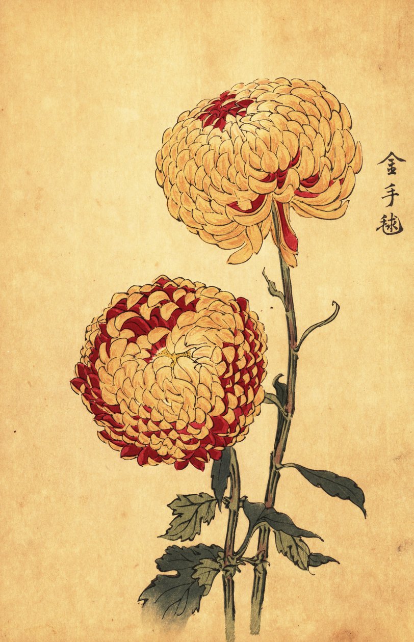 Crisântemo híbrido pompon amarelo e escarlate., 1893 (gravura) de Keika Hasegawa