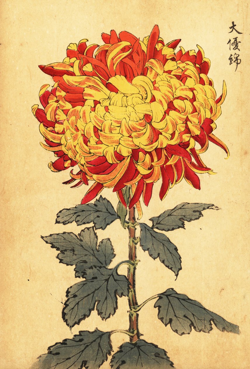 Hybrid yellow and scarlet pompon chrysanthemum.,1893 (gravura) de Keika Hasegawa