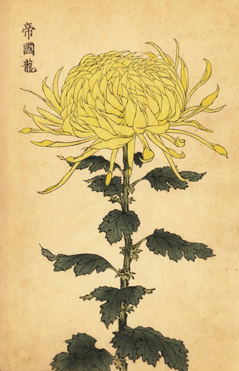 Crisântemo amarelo híbrido.,1893 (gravura) de Keika Hasegawa