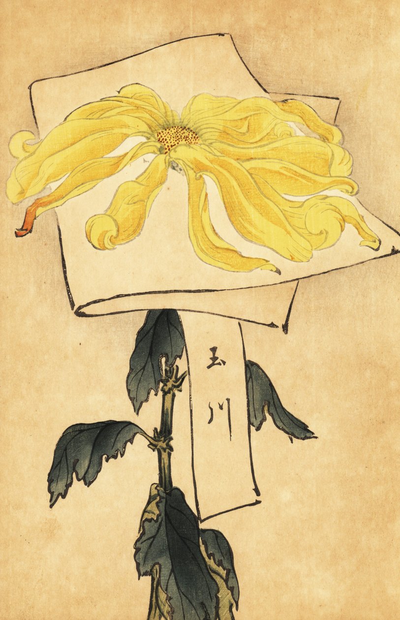 Crisântemo amarelo híbrido, Chrysanthemum indicum. ,1893 (gravura) de Keika Hasegawa