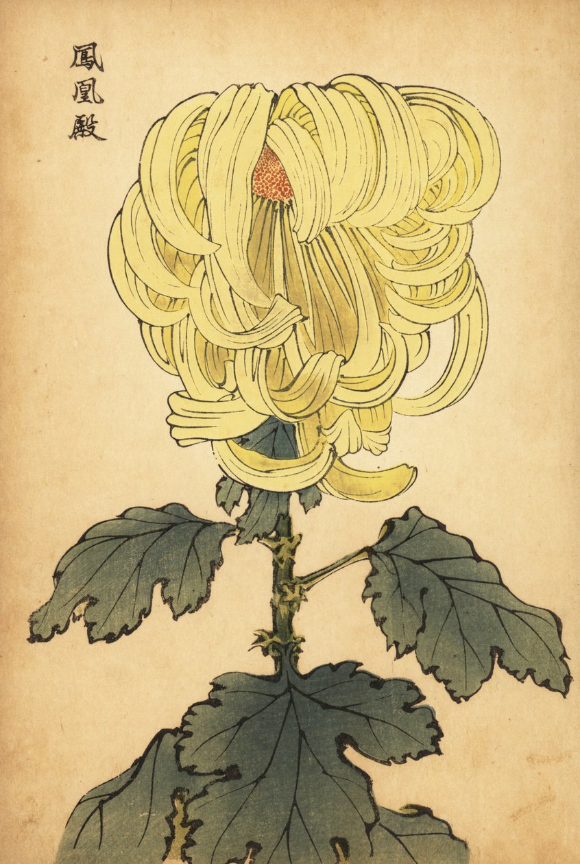 Crisântemo de curvas amarelas híbridas., 1893 (gravura) de Keika Hasegawa