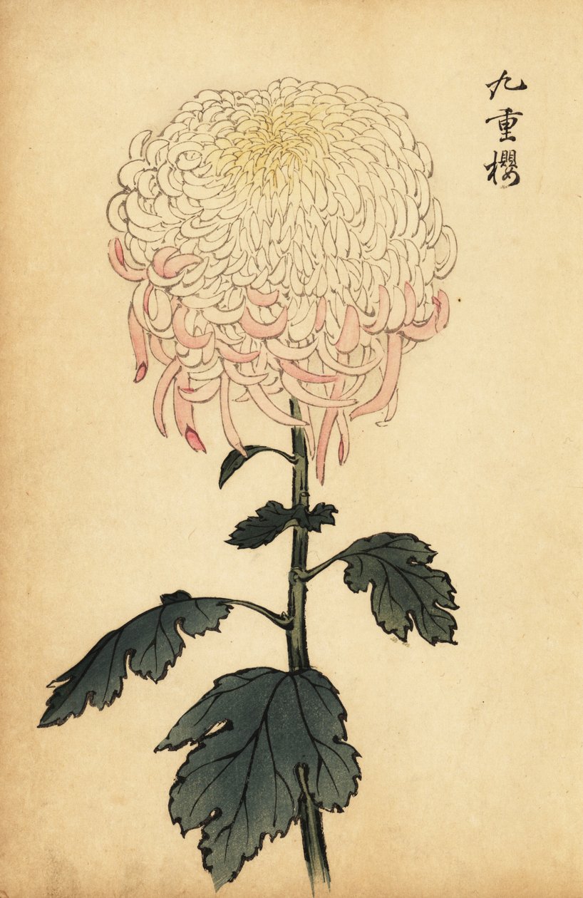 Crisântemo variegado branco e rosa.,1893 (gravura) de Keika Hasegawa