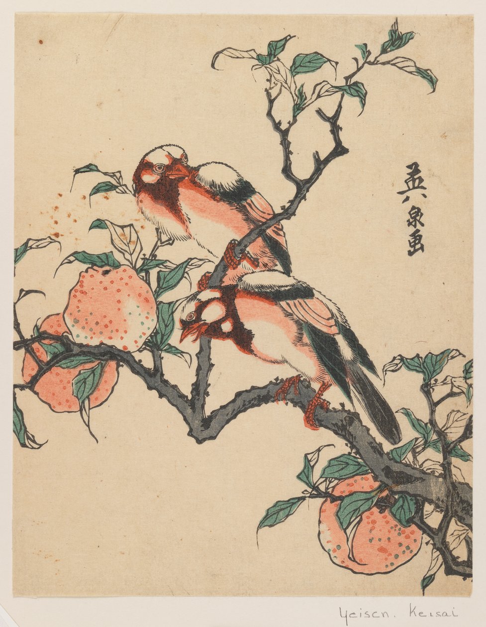 Romãs e pássaros, c.1840 (impressão de woodblock de cor) de Keisai Eisen