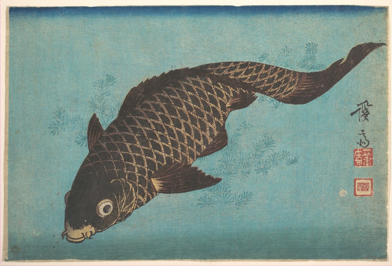 Carpa de Keisai Eisen