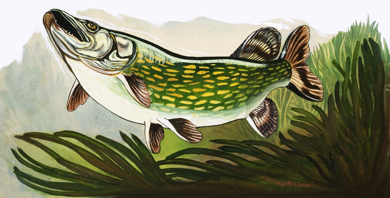 Vamos à observação de peixes: o lúcio de Keith Linsell