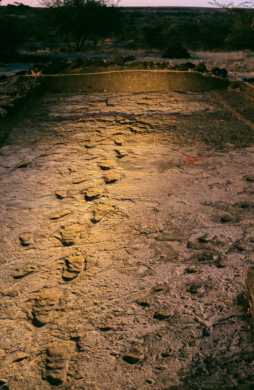 DOH; Os Primeiros Passos, 3,6 milhões de anos, pegadas em cinzas vulcânicas húmidas, descobertas..., 2008 (foto) de Kenneth Garrett