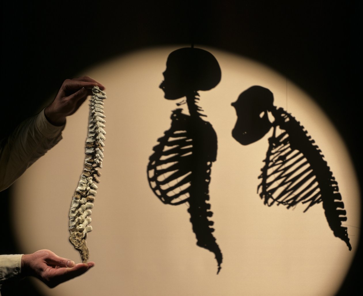 DOH, Os Primeiros Passos, Reconstrução da Coluna Vertebral, Bruce Latimer, Museu da Natureza de Cleveland... de Kenneth Garrett