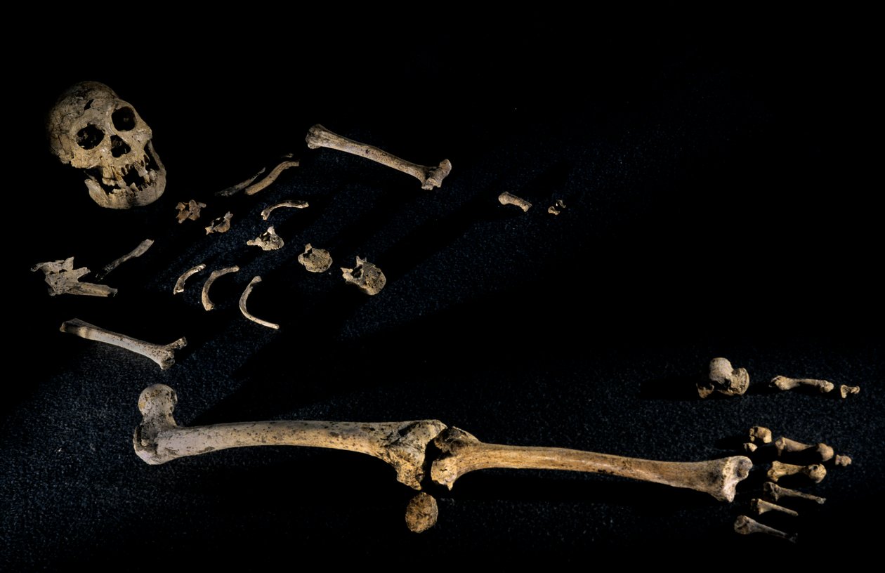 Esqueleto composto, com 1,80 m de altura, de indivíduos encontrados em Dmanisi, Dman..., 2008 (foto) de Kenneth Garrett