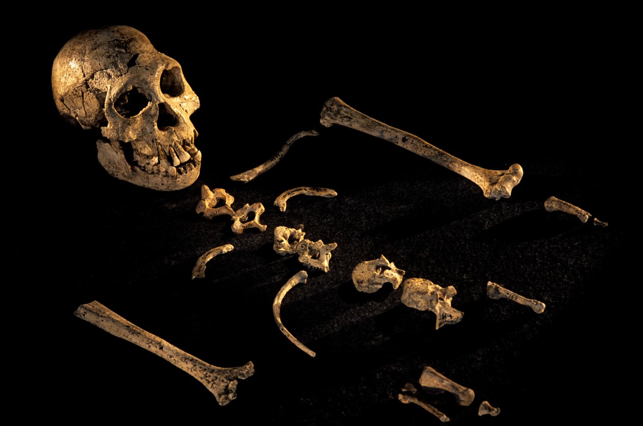 Esqueleto composto, com 1,80 m de altura, de indivíduos encontrados em Dmanisi, Dman..., 2008 (foto) de Kenneth Garrett