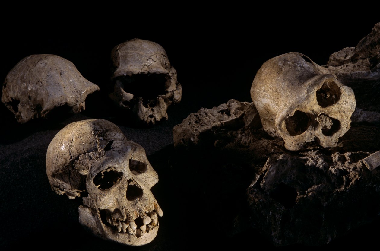 Quatro crânios do sítio do Homo Erectus de Dmanisi,Dmanisi, Geórgia de Kenneth Garrett