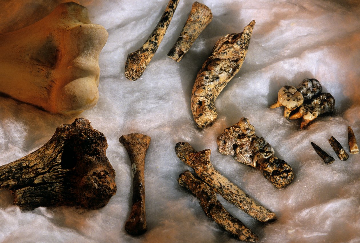 Ossos de hominídeos com o úmero do homem moderno (em cima à esquerda) para comparação de tamanho, Drimolean... de Kenneth Garrett