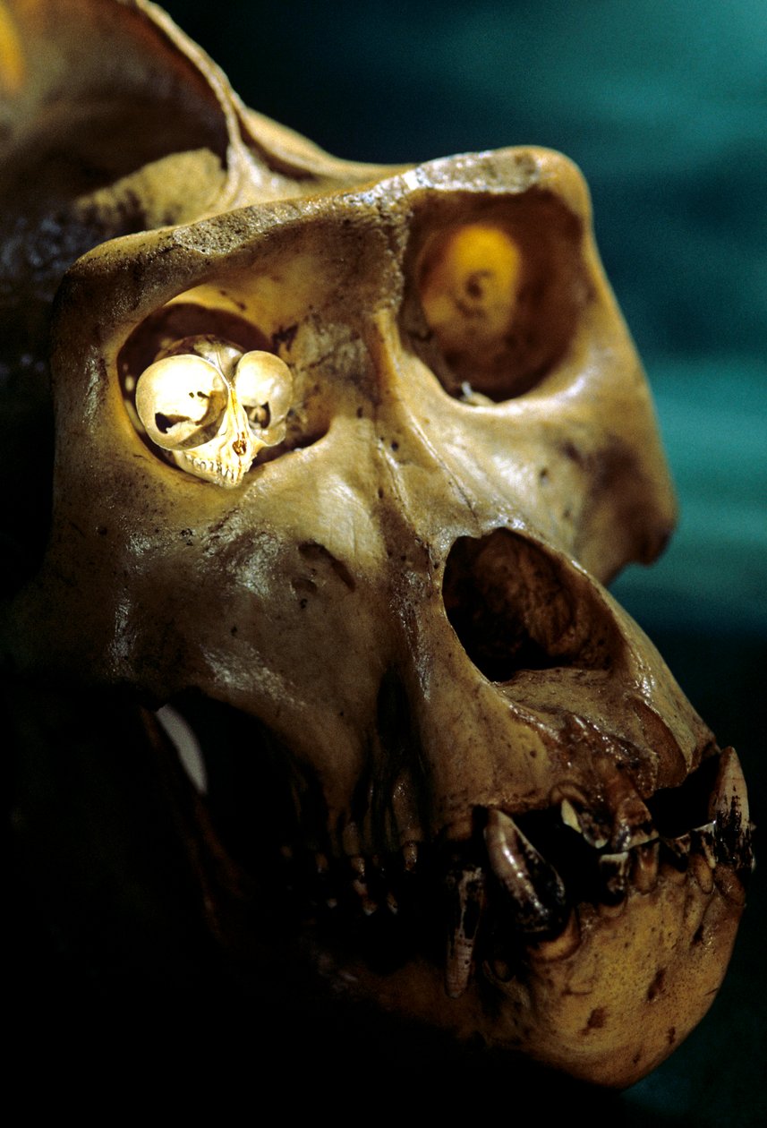 Homo Erectus, Gorila e Társio, Primatas maiores e mais pequenos, O laboratório de Bruce Latimer... de Kenneth Garrett