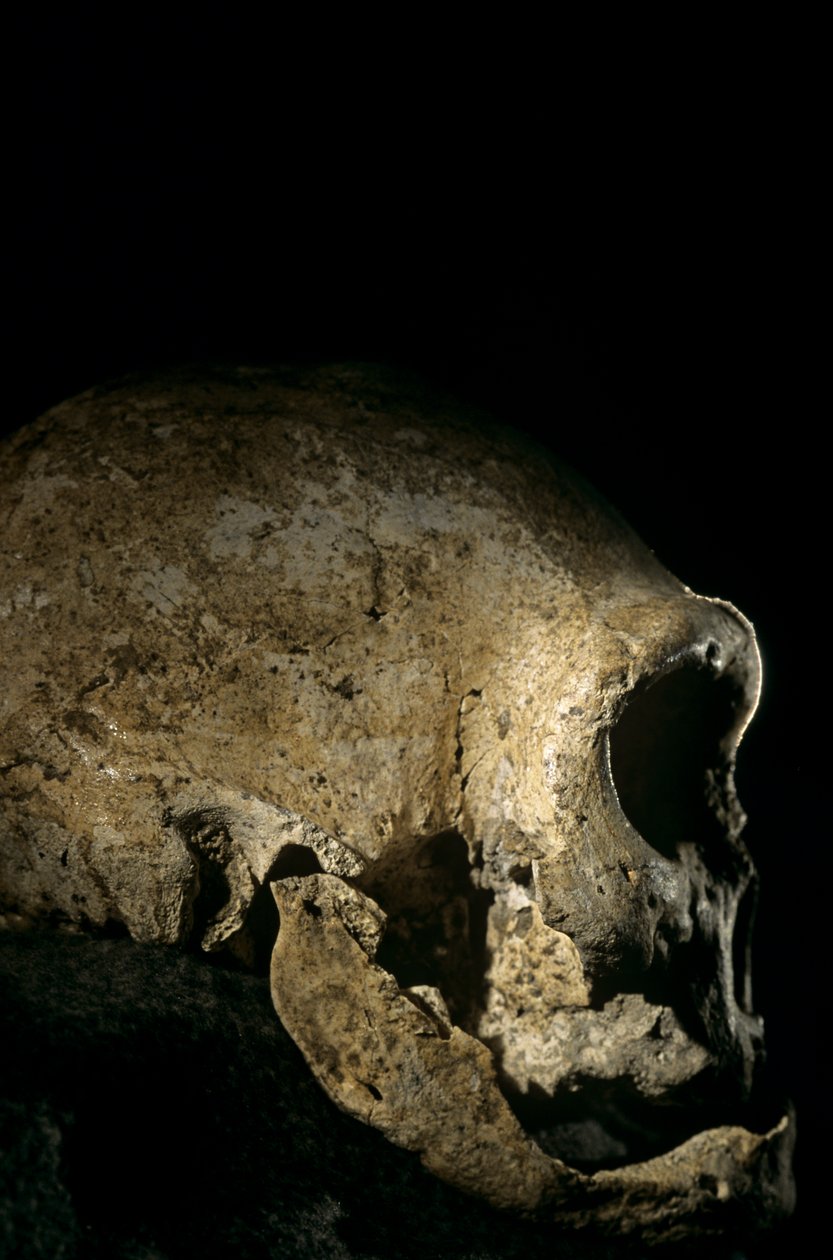 Crânio de Homo erectus, sem dentes, Dmanisi, Geórgia Sítio de Homo erectus de Kenneth Garrett