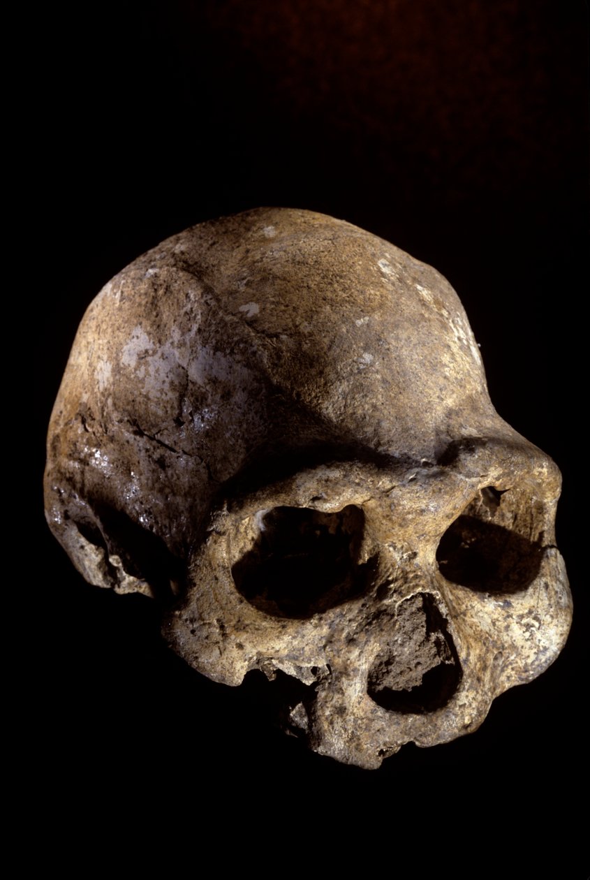 Crânio de Homo erectus, sem dentes, Dmanisi, Geórgia Sítio de Homo erectus de Kenneth Garrett