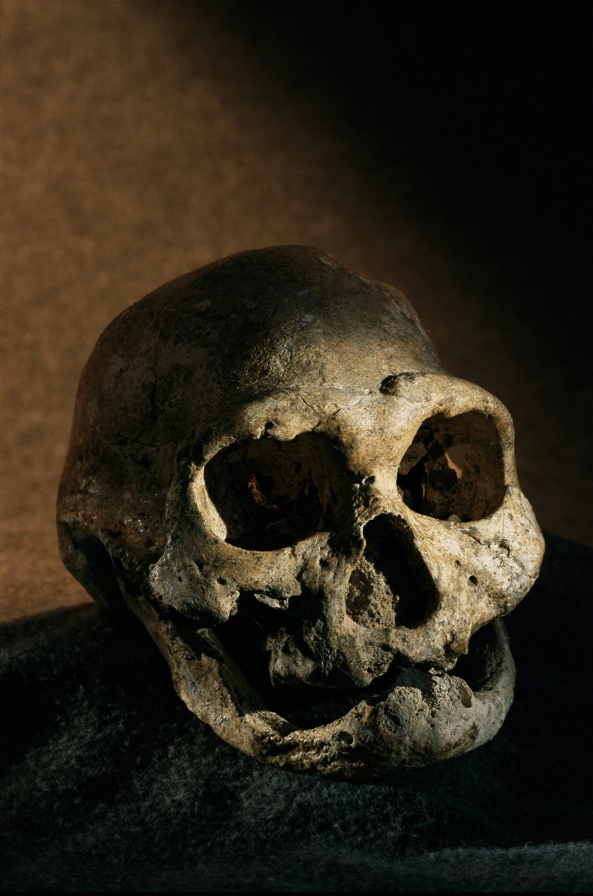Crânio de Homo erectus, desdentado, Dmanisi, Geórgia Sítio de Homo erectus de Kenneth Garrett