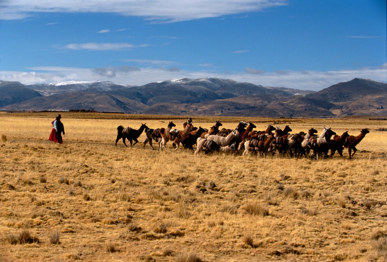 Caravana de sal de lhama, Impérios do Sol; Bolívia; povos nativos; Andes; Tiwanaku, 2002 (foto) de Kenneth Garrett