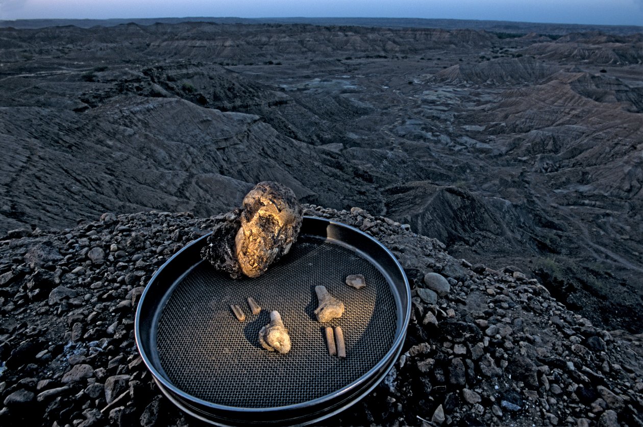 O filho de Lucy, Zeray Alemseged, Australopithicus Afarensis, Etiópia, Paleontólogo,..., 2006 (foto) de Kenneth Garrett