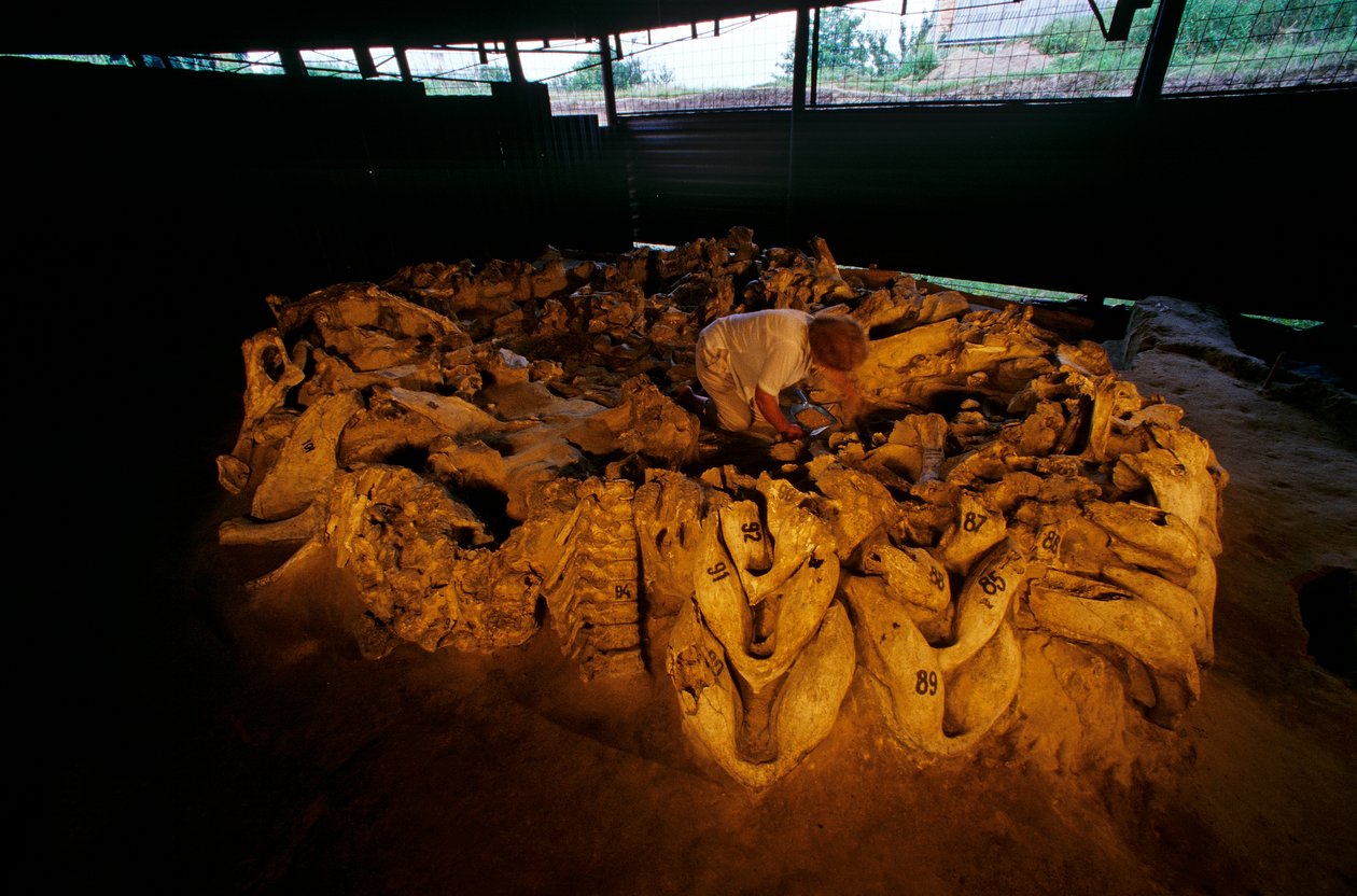 Mandíbulas de mamute de uma cabana de ossos, Mezhirich, Ucrânia, 2000 (foto) de Kenneth Garrett