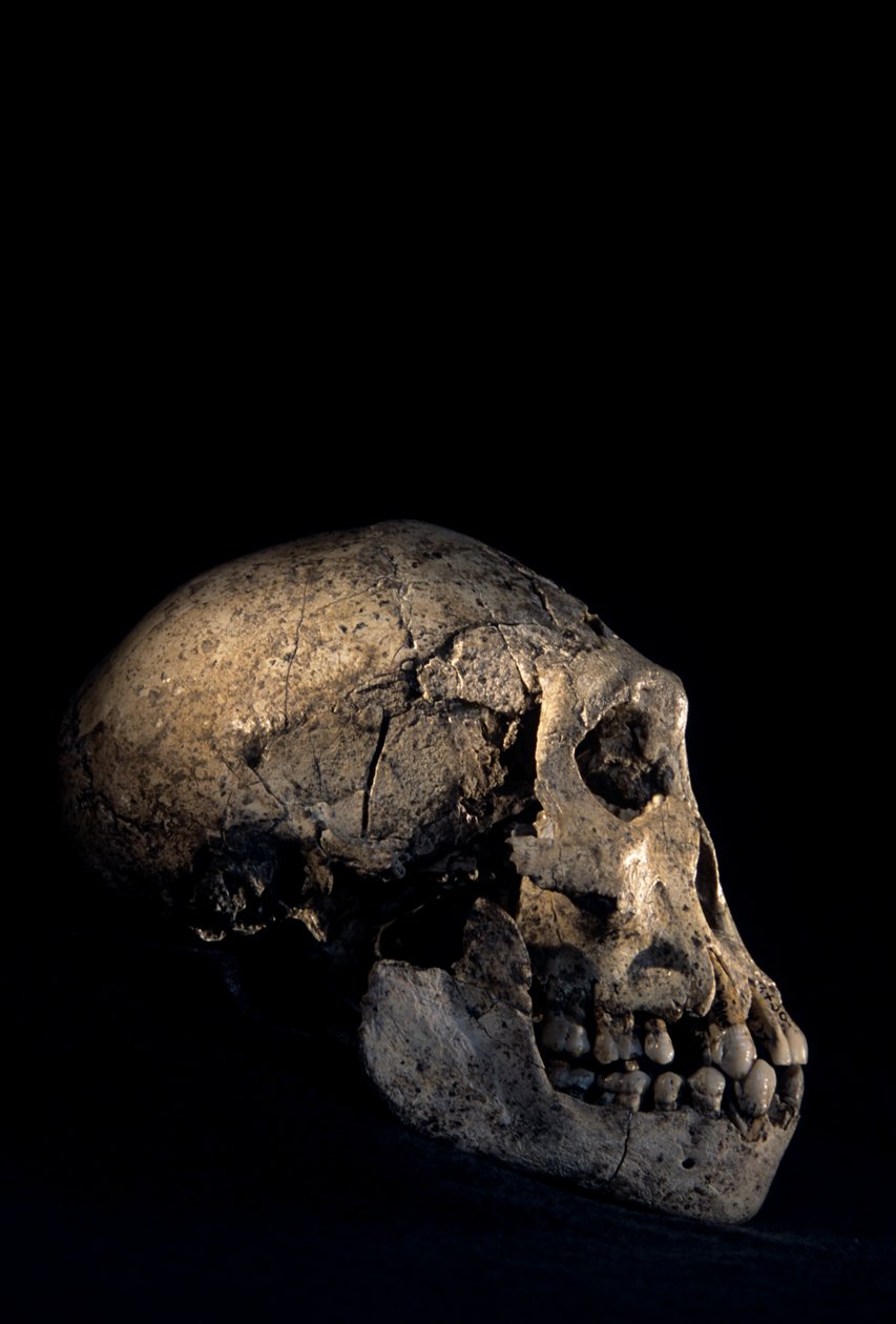 Crânio encontrado em Dmanisi, Dmanisi, Geórgia, sítio de Homo erectus de Kenneth Garrett