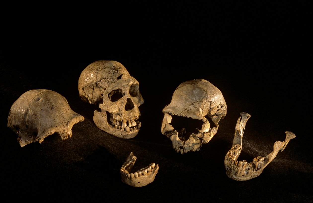 Crânios e mandíbulas do sítio Homo Erectus de Dmanisi, Dmanisi, Geórgia de Kenneth Garrett