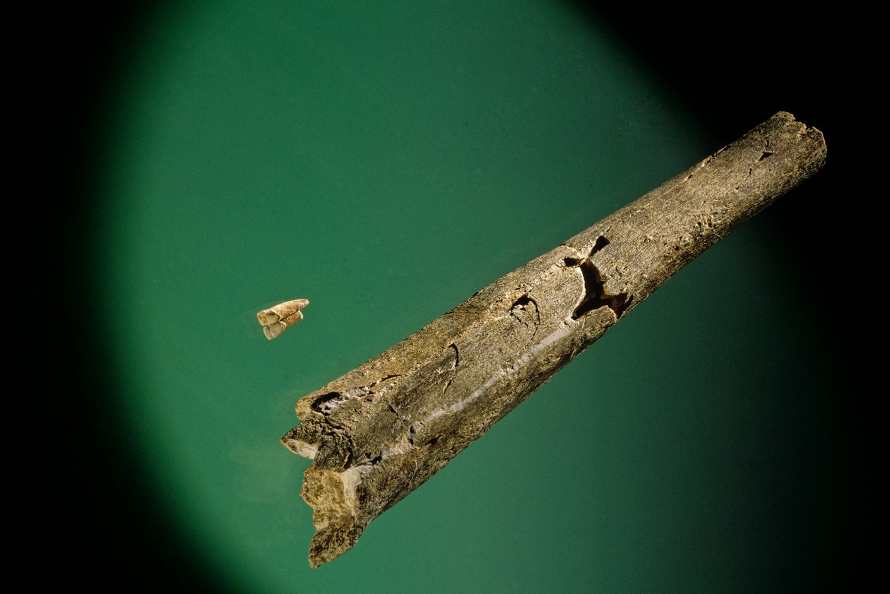 Tíbia e incisivos inferiores, Boxgrove, Inglaterra, 500000 BP, fósseis de Homo Heidelbergensis de Kenneth Garrett