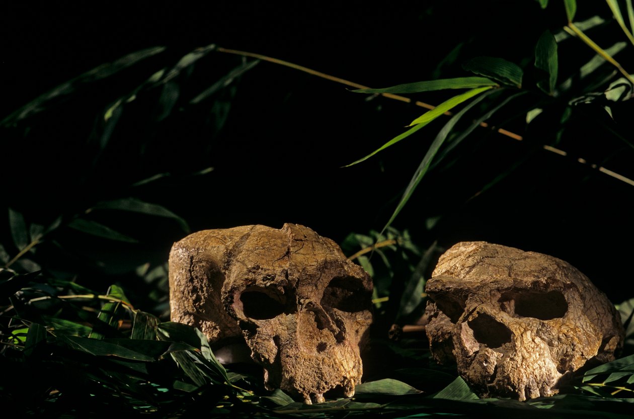 crânios de Yunxian, caverna de Zhoukoudian, China, 2008 (foto) de Kenneth Garrett