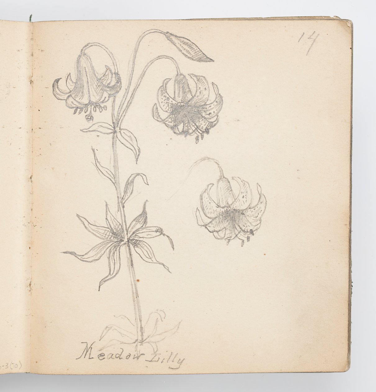 Página do Sketchbook: Meadow Lily de Kenyon Cox