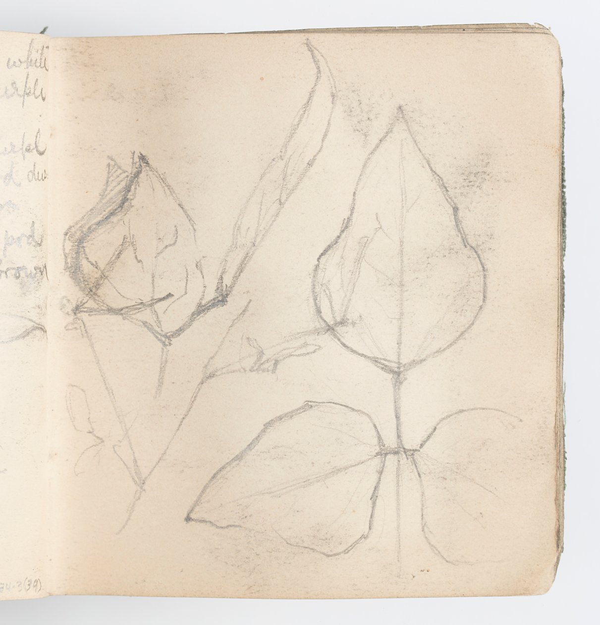 Página do Sketchbook: Estudo das Folhas de Kenyon Cox