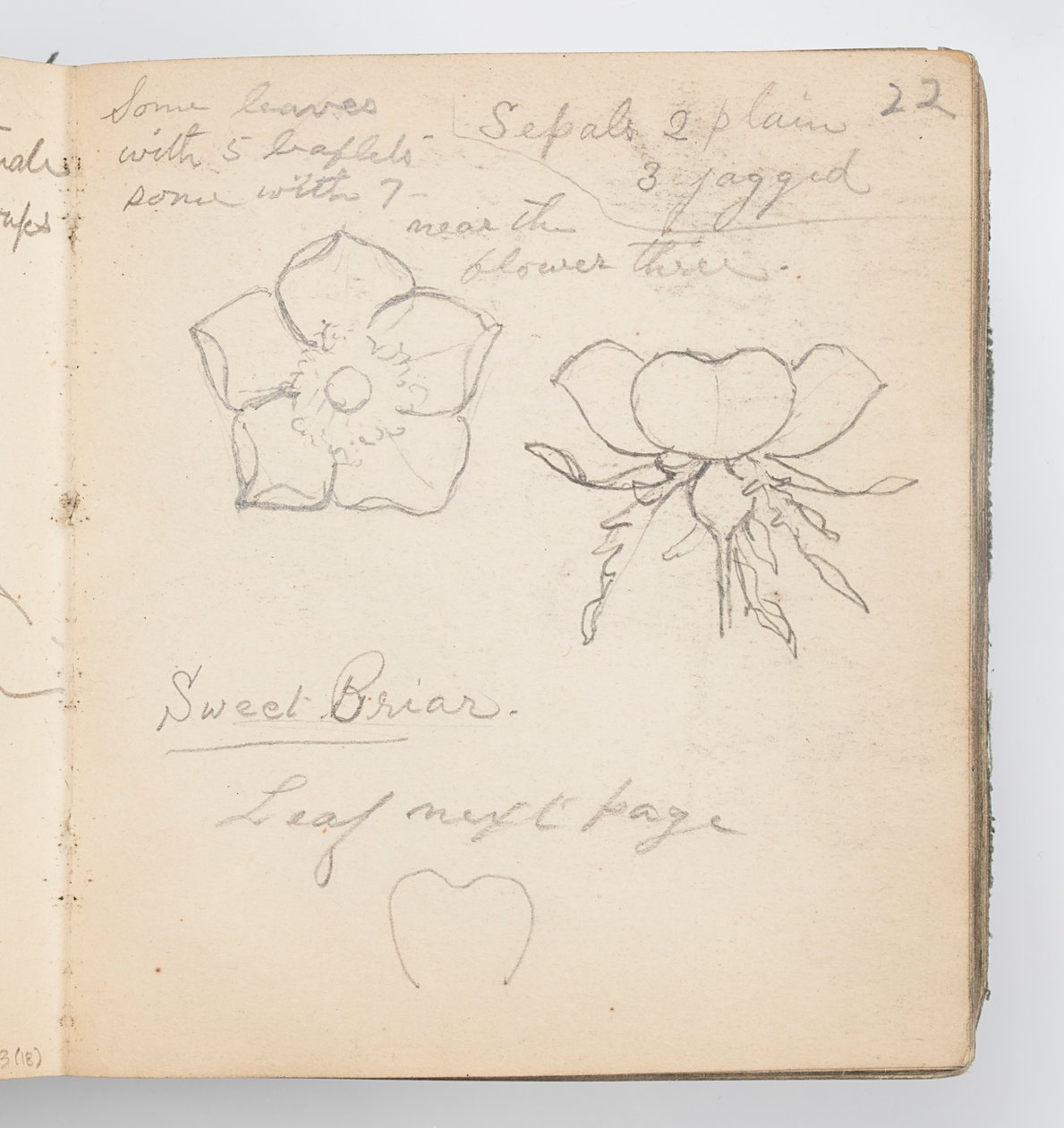 Página do Sketchbook: Sweet Briar de Kenyon Cox