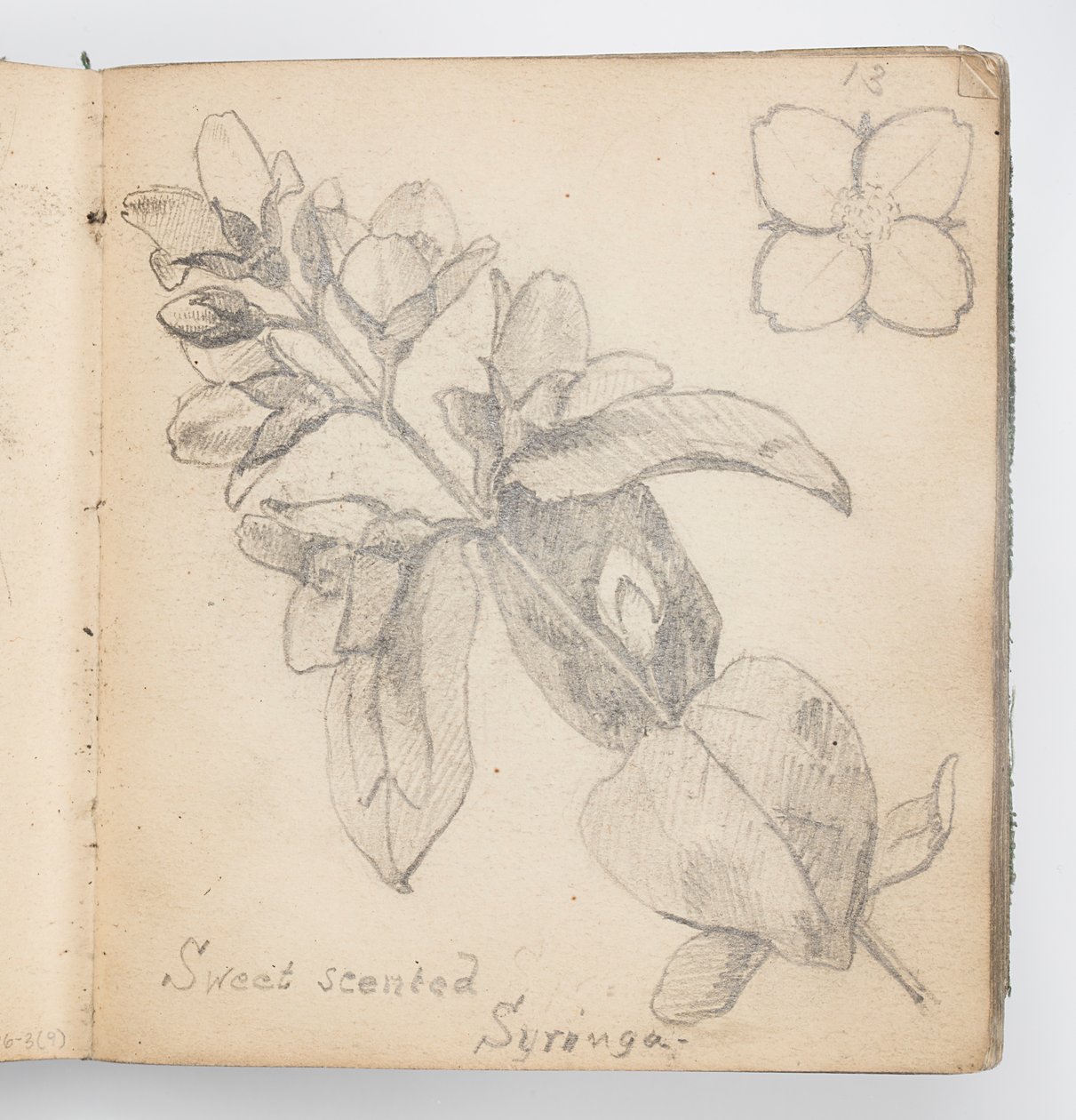Página do Sketchbook: Sweet Scented Syringa de Kenyon Cox