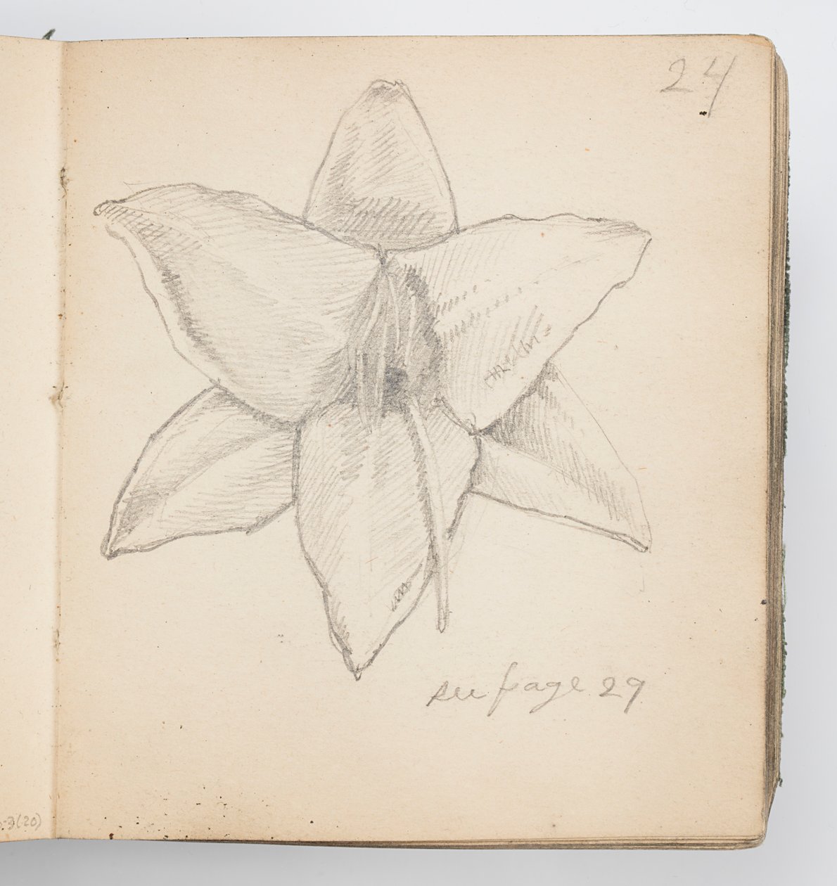 Página do Sketchbook: Lírio Amarelo de Kenyon Cox
