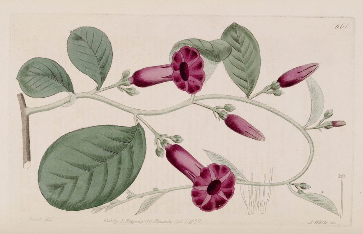 Argyreia cuneata de Ker Gawler