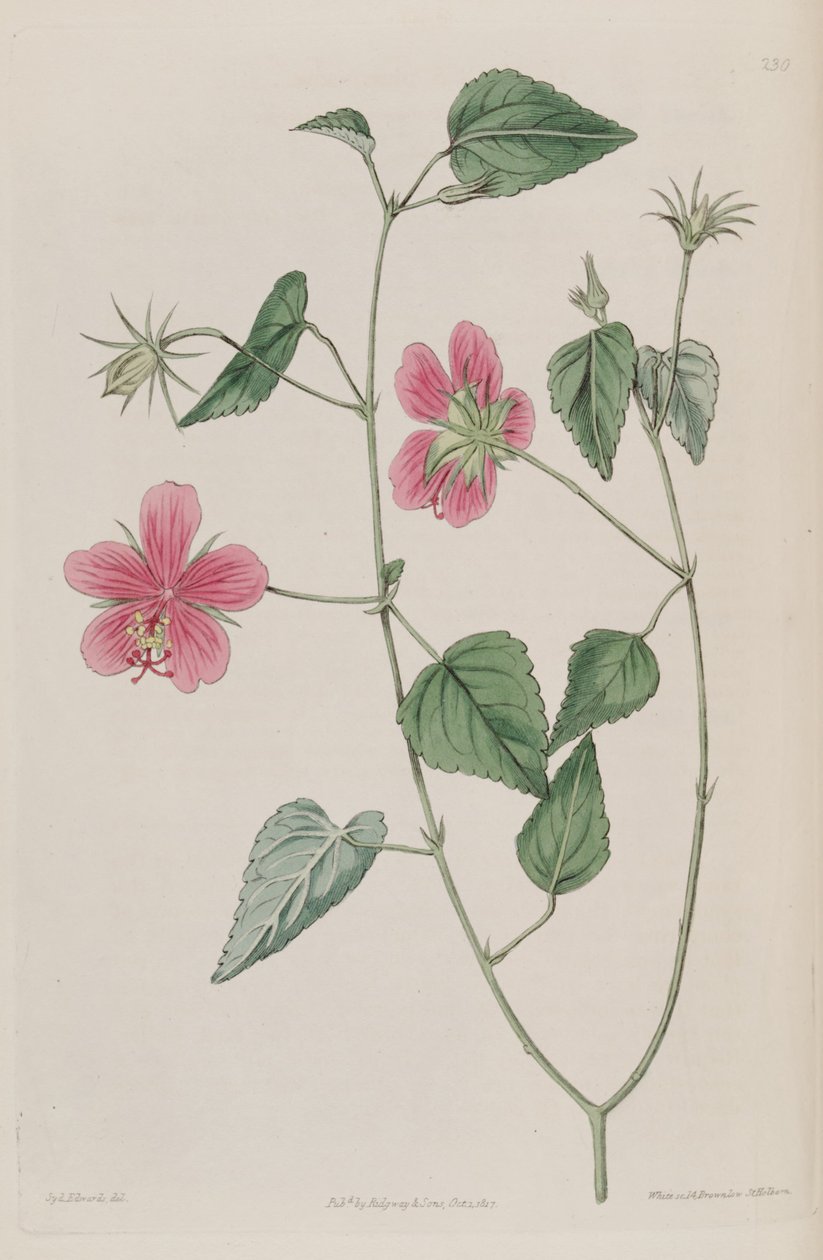 Hibiscus_phoeniceus de Ker Gawler