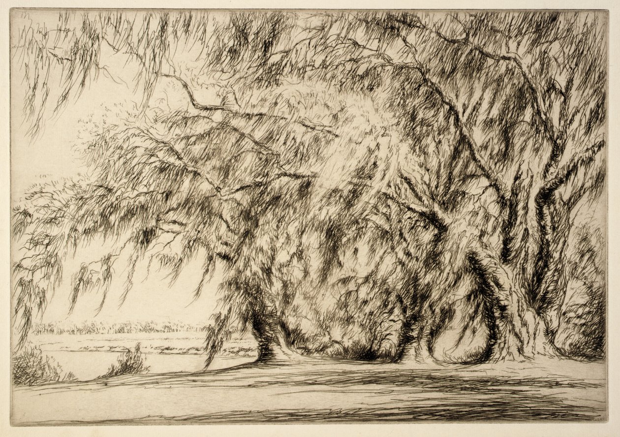 Carvalhos e musgos de Kerr Eby