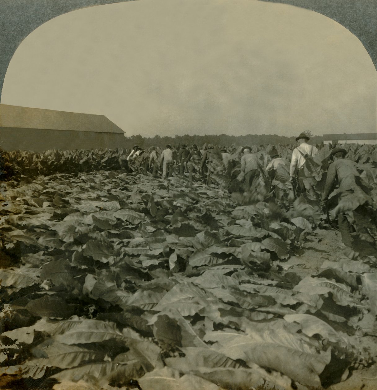 Cutting Tobacco, Kentucky, EUA, 1904. de Keystone View Company
