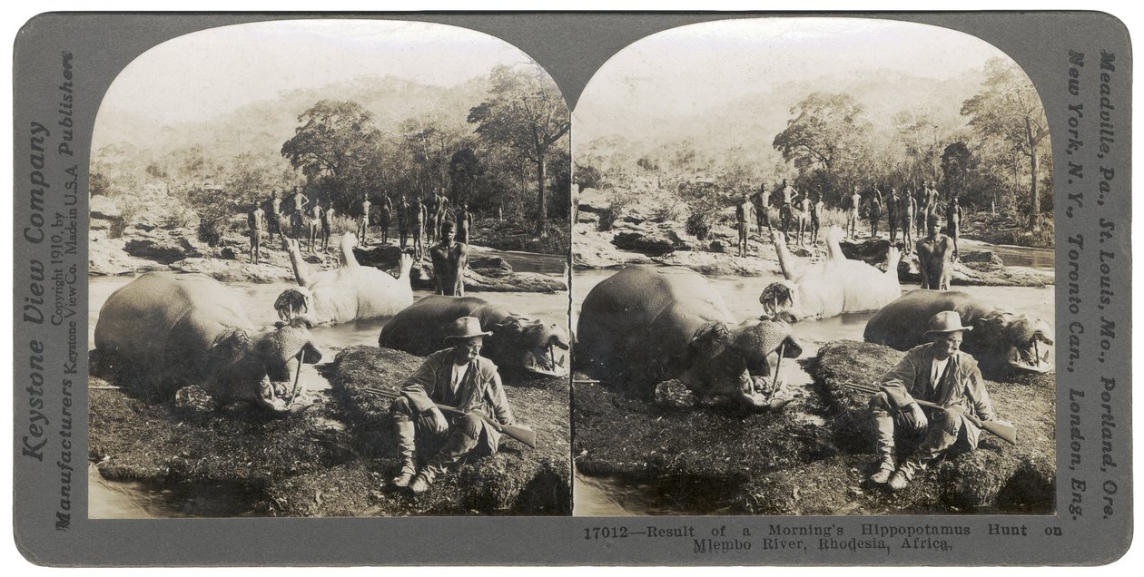 Resultado de uma manhã Hippopotamus Hunt no rio Mlembo, Rodésia, África, 1910 de Keystone View Company